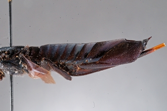 Afrotremex_violaceus_DSC_0085