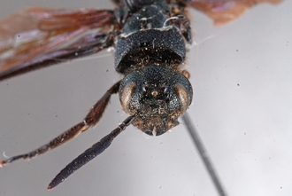 Afrotremex_violaceus_DSC_0091