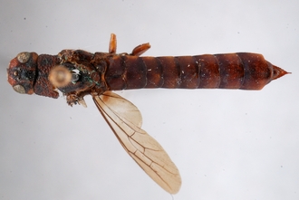 Afrotremex_hyalinatus_DSC_0096