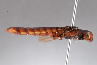 Afrotremex_hyalinatus_DSC_0098