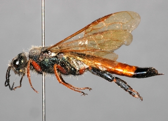 Sirex_noctilio