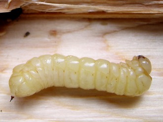 Sirex_noctilio_larva_copyright_Bernard_Slippers