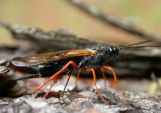 Sirex_noctilio_ovipositing_image_copyright_Brett_Hurley_FABI_University_of_Pretoria