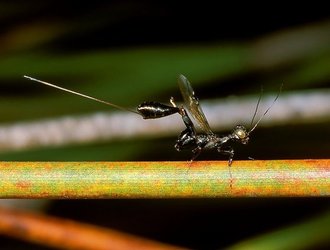 Foenatopus_sp.