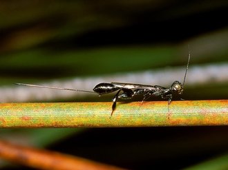 Foenatopus_sp.