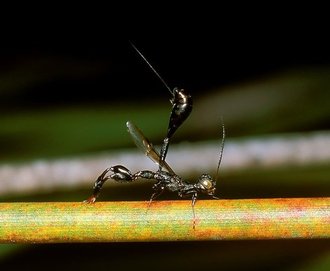 Foenatopus_sp.