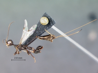 Foenatopus
