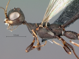 Foenatopus