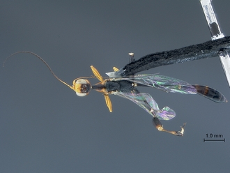 Foenatopus_SAM-HYM-P044045_habitus_dorsal