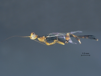 Foenatopus_SAM-HYM-P044045_habitus_lateral_cleaned