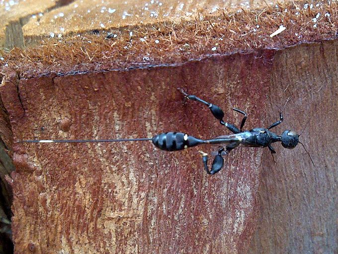 Foenatopus_albomaculatus_Duncan_MacFadyen_Pretoria