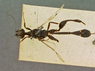 Foenatopus_albomaculatus_SAM-HYM-P000003_habitus_excl_ovipositor_dorsal
