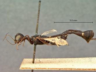 Foenatopus_albomaculatus_SAM-HYM-P000003_habitus_lateral_excl_ovipositor