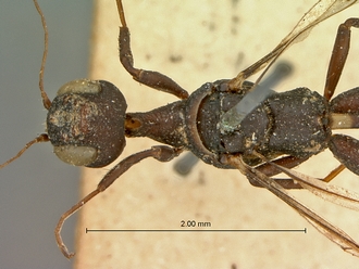 Foenatopus_albomaculatus_SAM-HYM-P000003_head_excl_antennae_mesosoma_dorsal