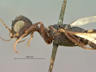 Foenatopus_albomaculatus_SAM-HYM-P000003_head_excl_antennae_mesosoma_lateral