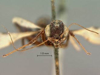 Foenatopus_albomaculatus_SAM-HYM-P000003_head_frontal