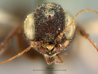 Foenatopus_albomaculatus_SAM-HYM-P000003_head_frontal_excl_antennae