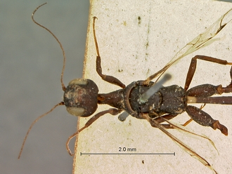 Foenatopus_albomaculatus_SAM-HYM-P000003_head_mesosoma_dorsal