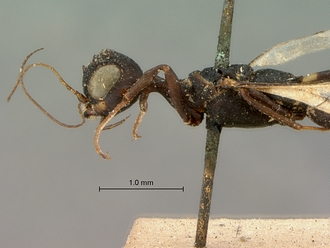 Foenatopus_albomaculatus_SAM-HYM-P000003_head_mesosoma_lateral