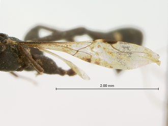 Foenatopus_albomaculatus_SAM-HYM-P000003_wing