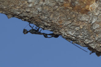 ../../../../../Pictures/Wasps Stephanidae Len de Beer 21 Jan 2015/Stephanidae_Moholoholo_Len_de_Beer_DSC_5177.jpg