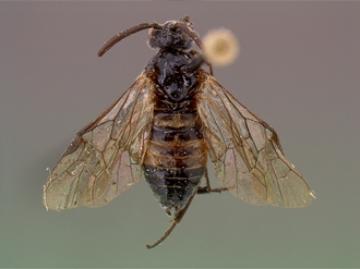 Arge elandsbayensis HT female dorsal