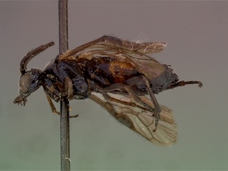 Arge elandsbayensis HT female lateral