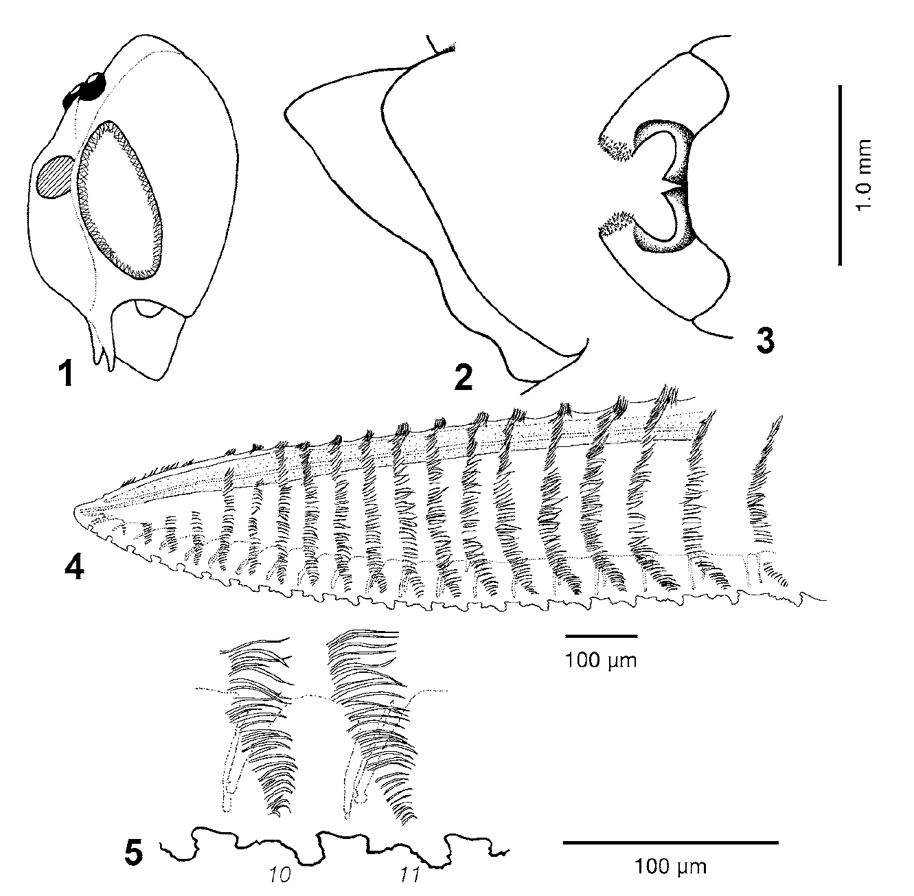 Arge_kungveldensis