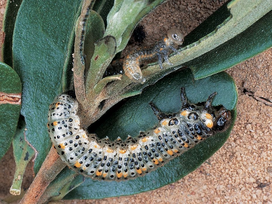 Arge_larvae_Picker&Griffiths