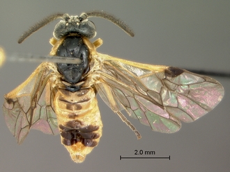 Arge_sp_P016703_habitus_dorsal