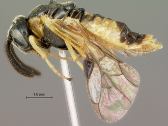 Arge_sp_P016703_habitus_lateral