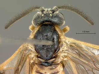 Arge_sp_P016703_head_mesosoma_dorsal