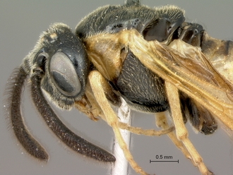 Arge_sp_P016703_head_mesosoma_lateral