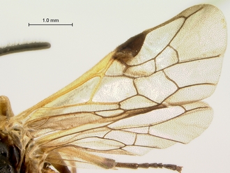 Arge_sp_P016703_wings