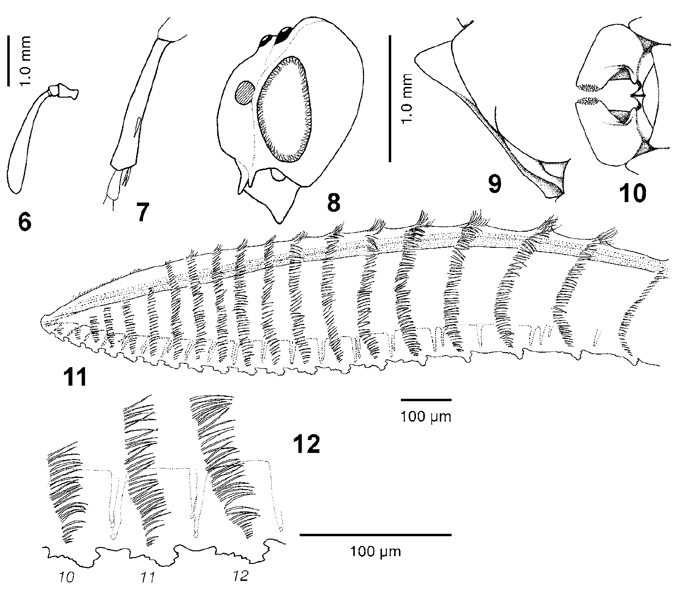 Arge_taitaensis.gif