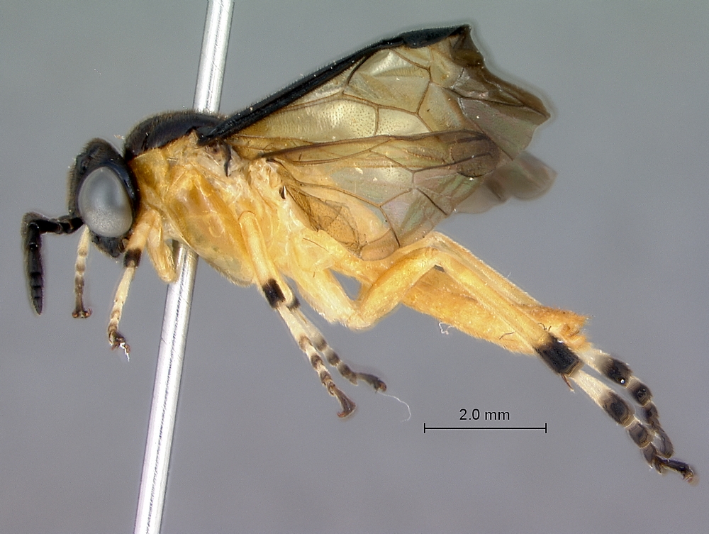Tenthredinoidea