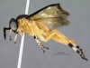 Tenthredinoidea