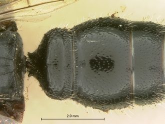 images/Tiphia_alecto_female_SAM-HYM-A003411_1&2_segment_metasoma_dorsal_330.jpg