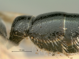 images/Tiphia_alecto_female_SAM-HYM-A003411_1&2_segment_metasoma_lateral_330.jpg