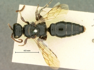 images/Tiphia_alecto_female_SAM-HYM-A003411_habitus_dorsal_330.jpg
