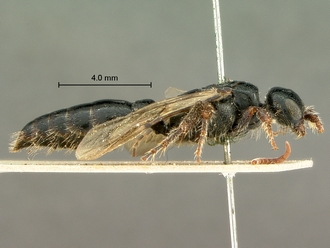 images/Tiphia_alecto_female_SAM-HYM-A003411_habitus_lateral_330.jpg