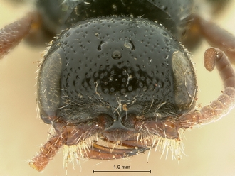 images/Tiphia_alecto_female_SAM-HYM-A003411_head_frontal_330.jpg