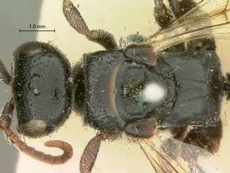 images/Tiphia_alecto_female_SAM-HYM-A003411_head_mesosoma_dorsal_330.jpg