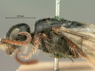 images/Tiphia_alecto_female_SAM-HYM-A003411_head_mesosoma_lateral_330.jpg