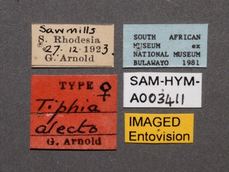 images/Tiphia_alecto_female_SAM-HYM-A003411_labels_330.jpg