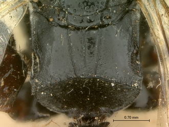 images/Tiphia_alecto_female_SAM-HYM-A003411_propodeum_dorsal_330.jpg