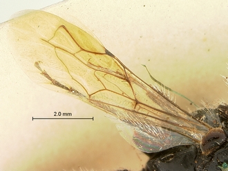 images/Tiphia_alecto_female_SAM-HYM-A003411_wing_330.jpg