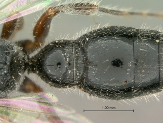 images/Tiphia_alecto_male_SAM-HYM-A003411_1&2_segment_metasoma_dorsal_330.jpg