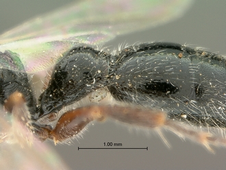 images/Tiphia_alecto_male_SAM-HYM-A003411_1&2_segment_metasoma_lateral_330.jpg