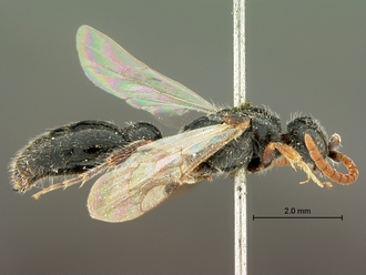 images/Tiphia_alecto_male_SAM-HYM-A003411_habitus_lateral_330.jpg